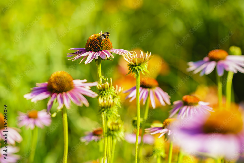 Blossoming colorful flowerbeds in summer city park Blossoming colorful flowerbeds in summer city park