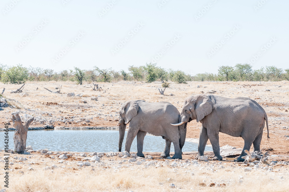 Fototapeta premium African elephant pushing with its trunk against another elephant