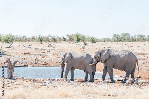 African elephant pushing with its trunk against another elephant