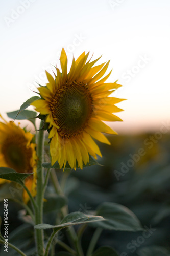 Sunflower at the sunset. Selective focus