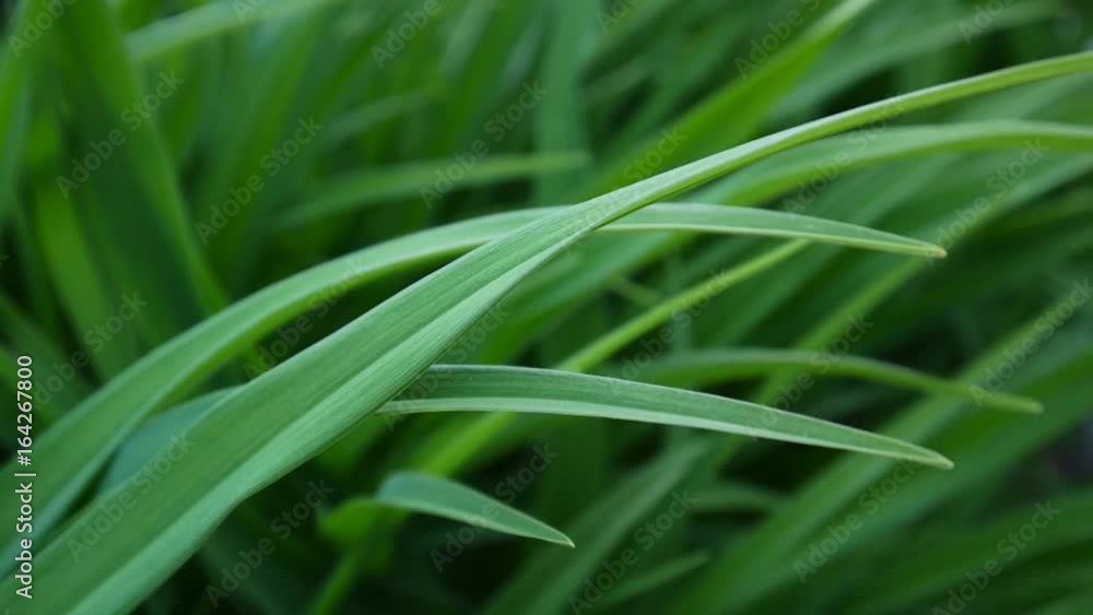 Green grass macro beautiful background summer. HD video footage 1920x1080 static camera. Green grass macro beautiful background summer. HD video footage 1920x1080 static camera.