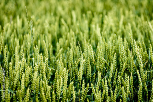 green wheat field close up macro photograph