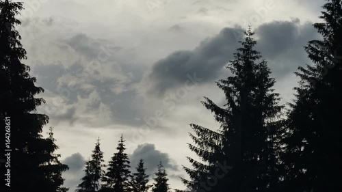 silhouettes of spruce swaying in the wind on background of a rapidly running clouds
