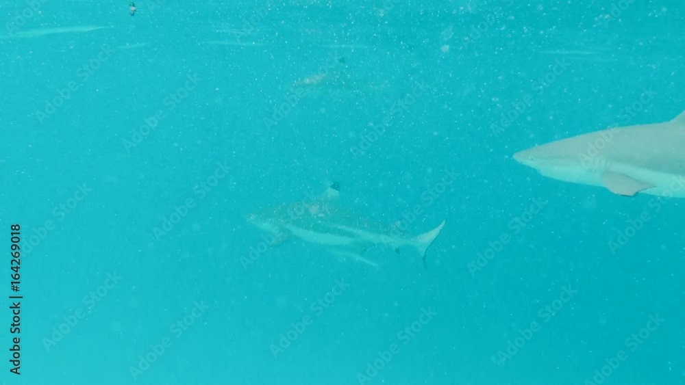 requin pointe noire en polynésie requin pointe noire en polynésie