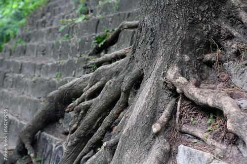 Roots of the Tree in Stone.