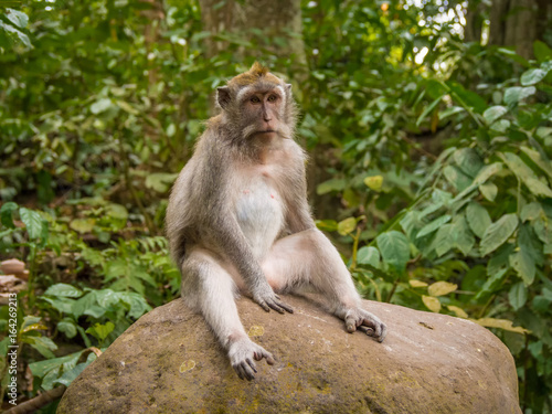 Monkey in Ubud Forest, Bali, Indonesia