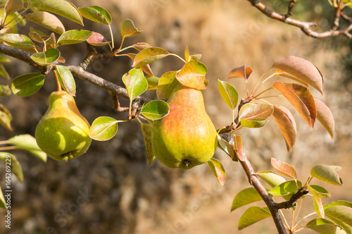Pears ripening on a tree