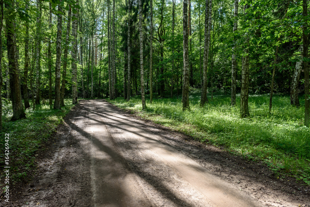 Naklejka premium gravel road in birch tree forest