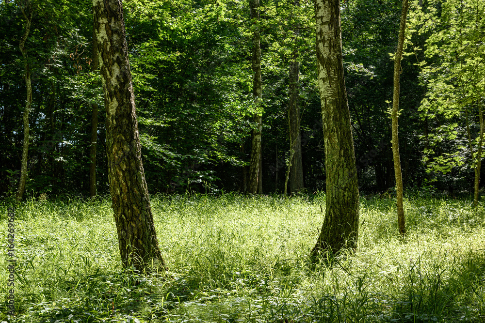 Obraz premium green forest with tree trunks in summer