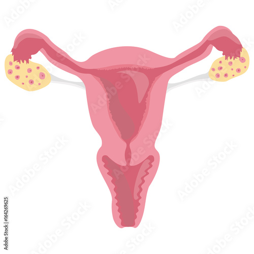 Female reproductive system, scheme of female organs, uterus in a section, medicine. Vector illustration, AI10