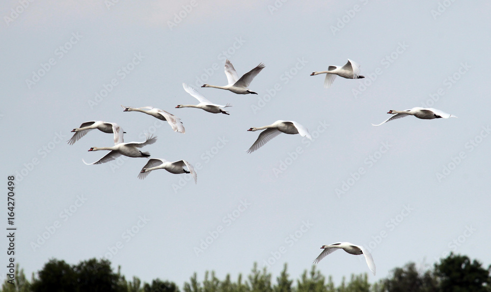 Group of Swans flying over the River Danube at Zemun in the Belgrade Serbia. Group of Swans flying over the River Danube at Zemun in the Belgrade Serbia.