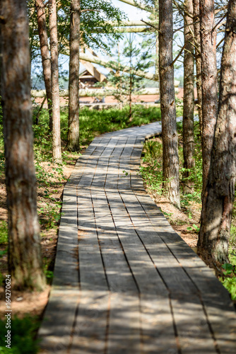 wooden footpath in the bog