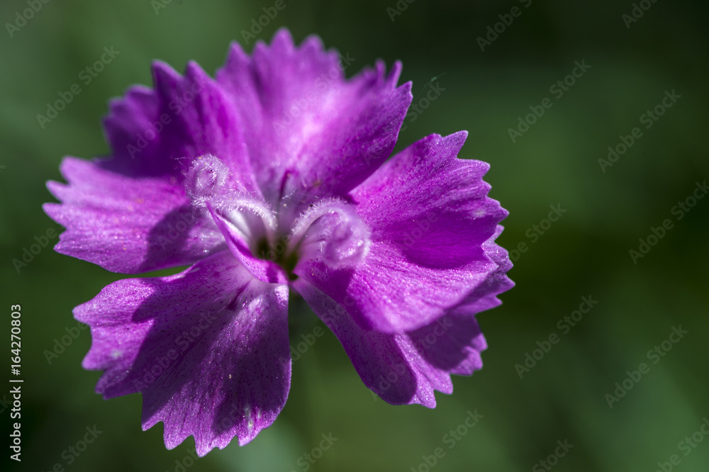 Feder-Nelke (Dianthus plumarius) Feder-Nelke (Dianthus plumarius)