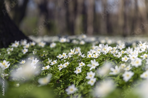 Buschwindröschen (Anemone nemorosa)