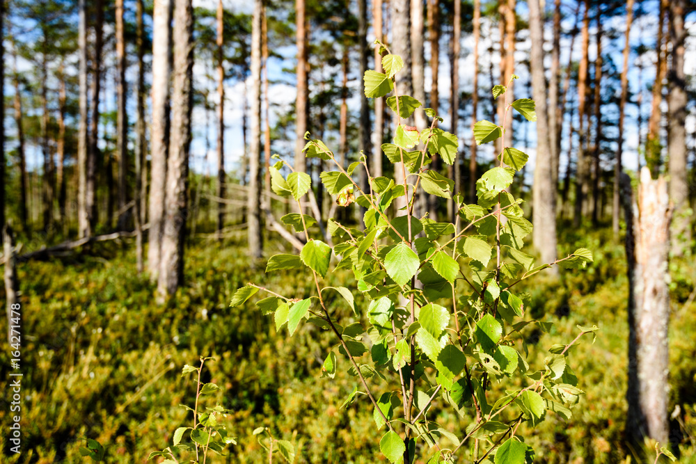 lush early spring foliage - vibrant green spring fresh leaves of pine tree lush early spring foliage - vibrant green spring fresh leaves of pine tree