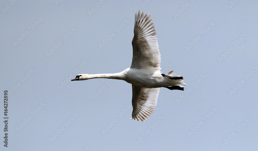 Mute swan (Cygnus olor) flying over the River Danube at Zemun in the Belgrade Serbia. Mute swan (Cygnus olor) flying over the River Danube at Zemun in the Belgrade Serbia.