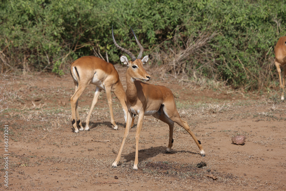 Wild Antelope mammal in African Botswana savannah Wild Antelope mammal in African Botswana savannah
