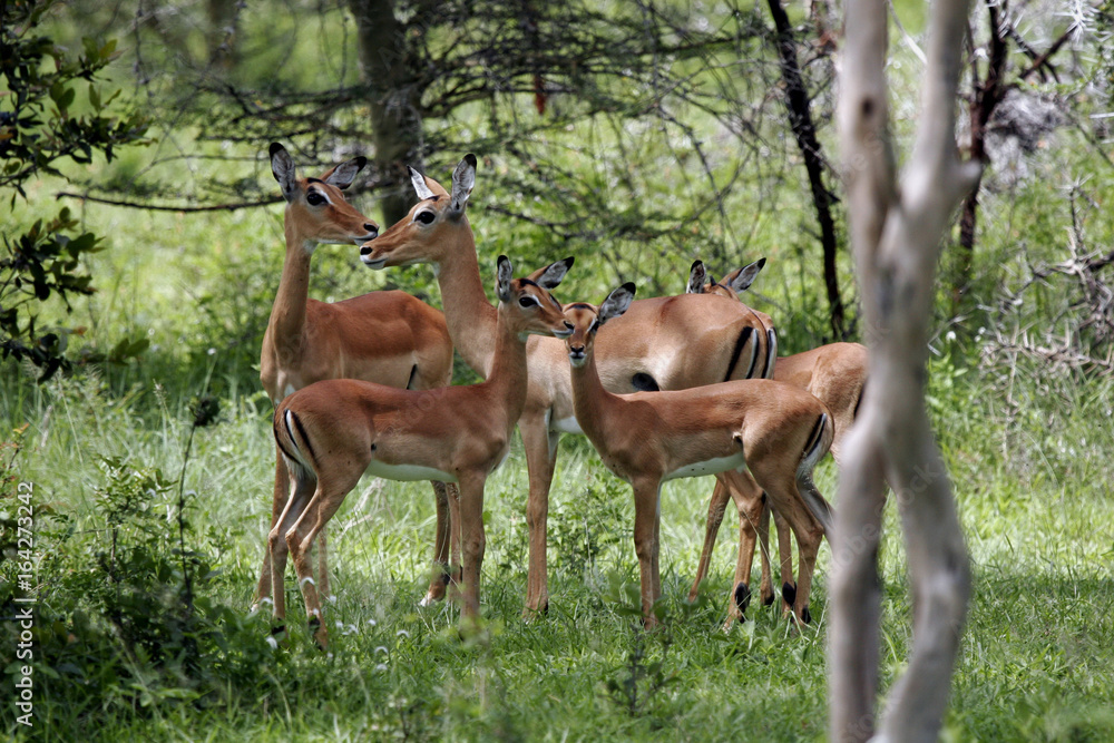Wild Antelope mammal in African Botswana savannah Wild Antelope mammal in African Botswana savannah