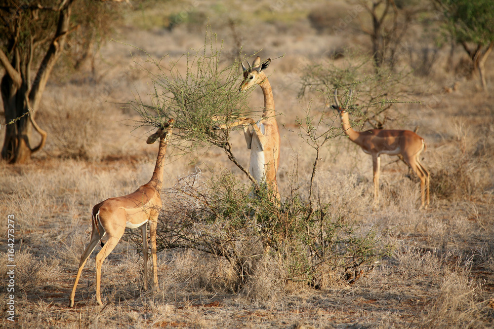 Wild Antelope mammal in African Botswana savannah Wild Antelope mammal in African Botswana savannah