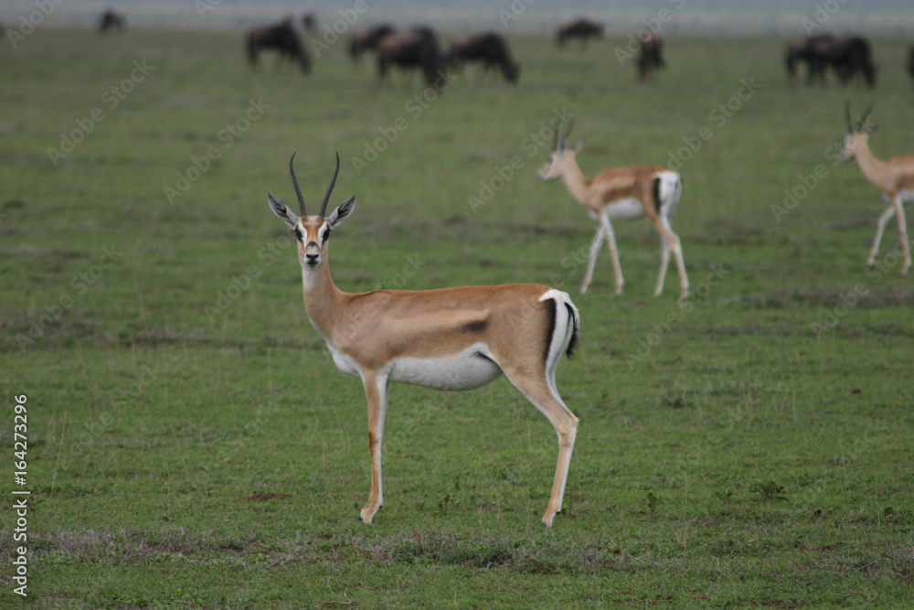 Wild Antelope mammal in African Botswana savannah Wild Antelope mammal in African Botswana savannah