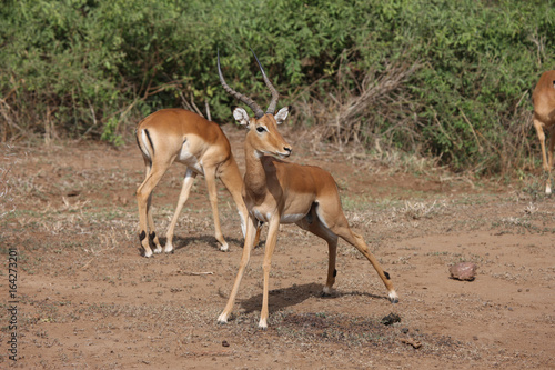 Wild Antelope mammal in African Botswana savannah