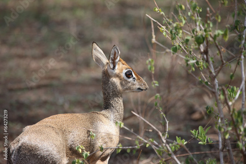 Wild Antelope mammal in African Botswana savannah