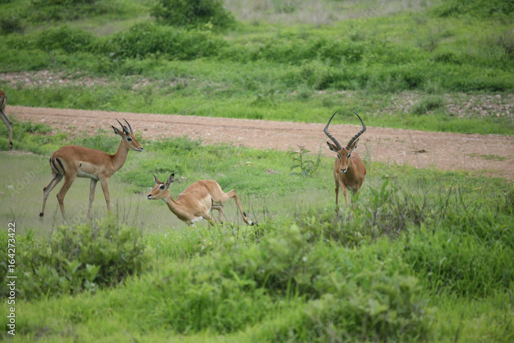 Wild Antelope mammal in African Botswana savannah Wild Antelope mammal in African Botswana savannah