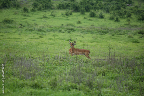 Wild Antelope mammal in African Botswana savannah