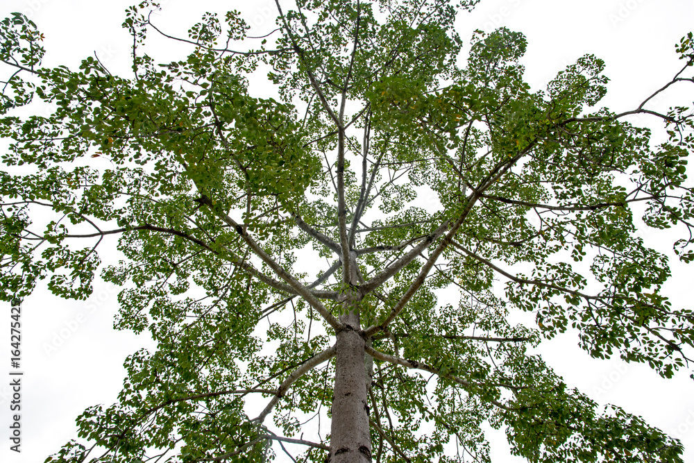 Fototapeta premium Large tree on a white background