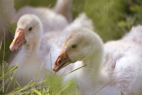 Lovely cute goslings