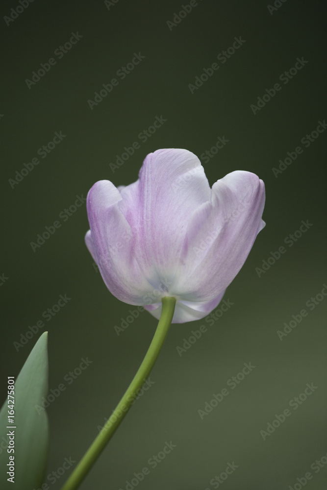 Fototapeta premium Beautiful pink tulip