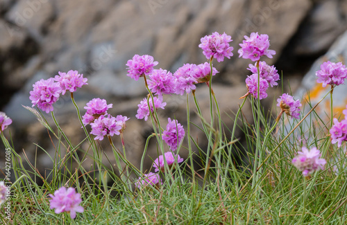 Sea thrift (Armeria Maritima) in bloom on the coastal cliffs of Cornwall.  The magenya and pink flowers have stamens loaded with pollen. Against a rock wall.