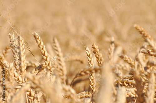 Field of ripe wheat background. Ears of ripe wheat in a field close up © Ivan