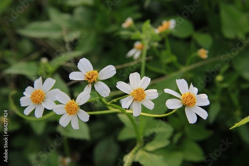 Many white flowers and daisies blossom in nature.