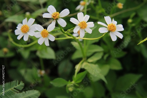 Many white flowers and daisies blossom in nature.