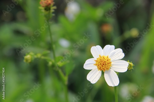 Many white flowers and daisies blossom in nature.