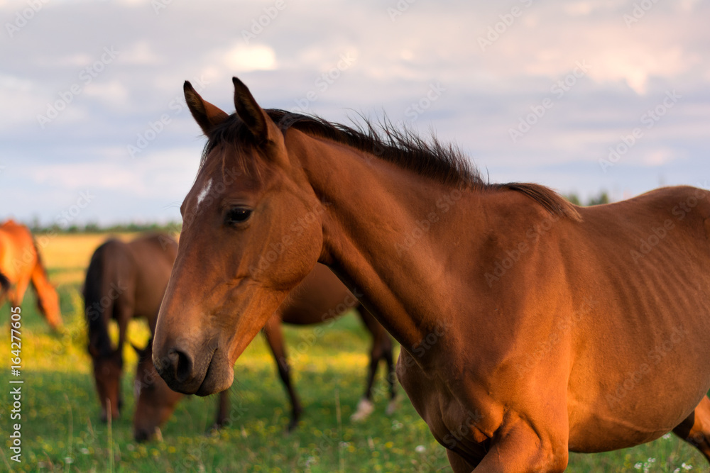 Group of horses on the pasture. Warm light. Golden hour. Selective focus Group of horses on the pasture. Warm light. Golden hour. Selective focus