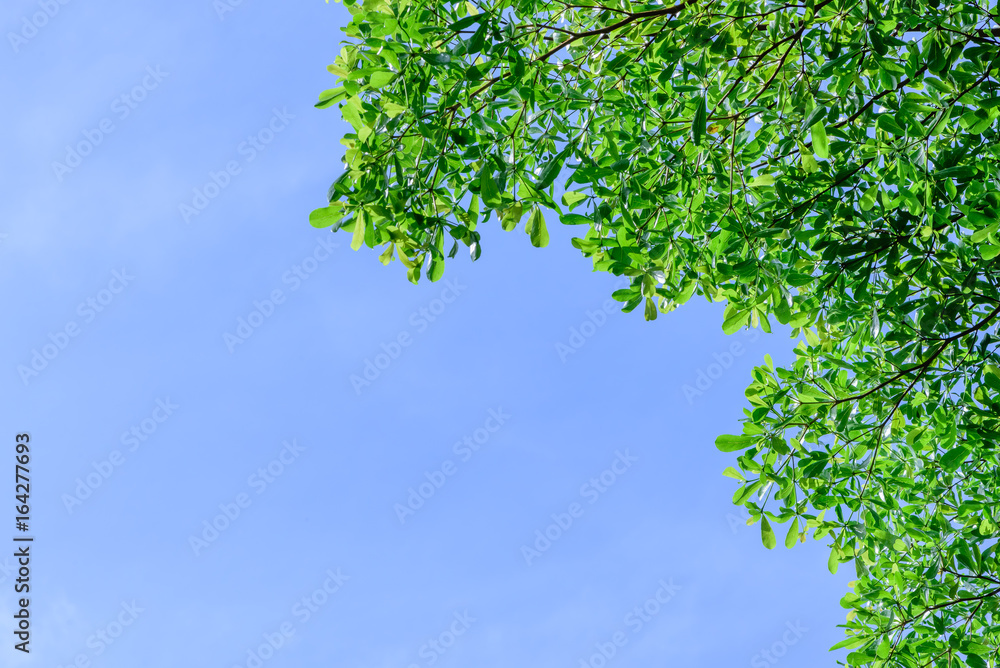Beautiful tree on blue sky background,Tree top Beautiful tree on blue sky background,Tree top