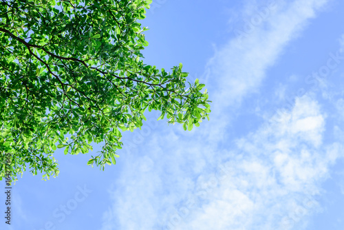 Beautiful tree on blue sky background Tree top