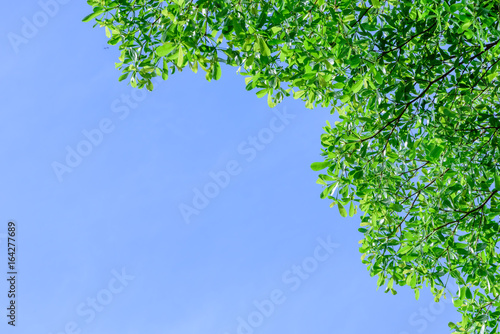 Beautiful tree on blue sky background Tree top