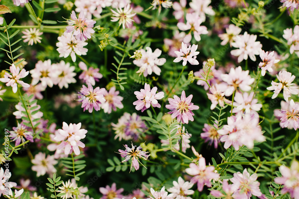 Spring wild flower background. Spring wild flower background.