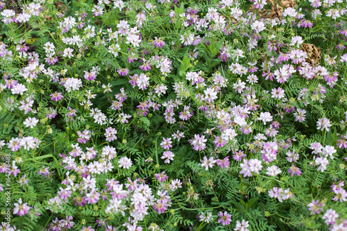 Spring wild flower background.