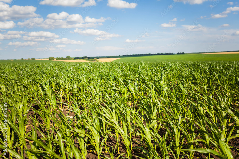Corn field in early morning light Corn field in early morning light