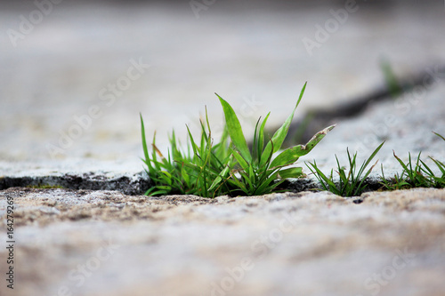 A small green blade of grass sprouts between three grey stone slabs in the open air. Concept of perseverance and lust for life.