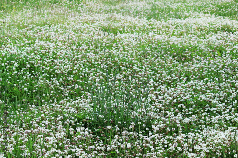 Trifolium repens. A lawn densely overgrown with clover.