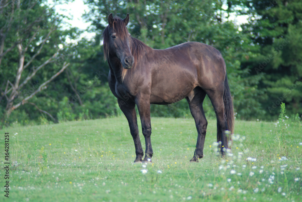 Fototapeta premium black horse in green field meadow grass and flowers pasture