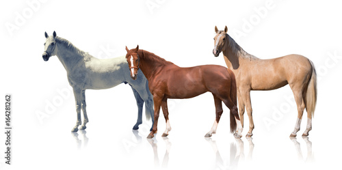 White  red and palomino horses stay isolated of the white background