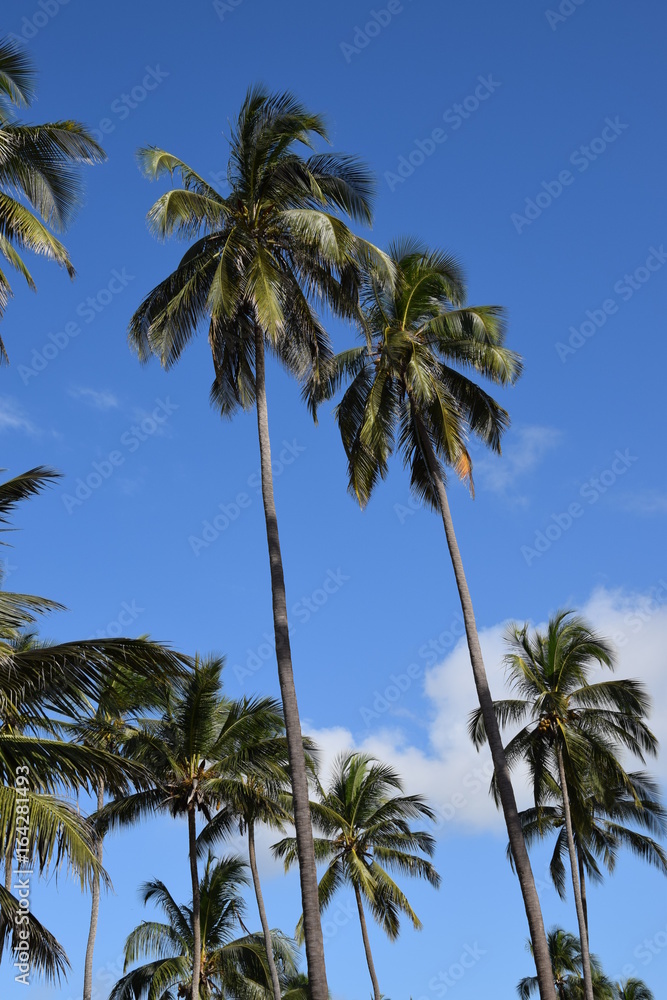 palmiers plage vacances