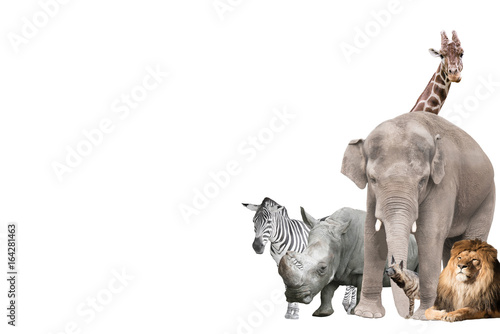 Group of wild animals on a white background isolated
