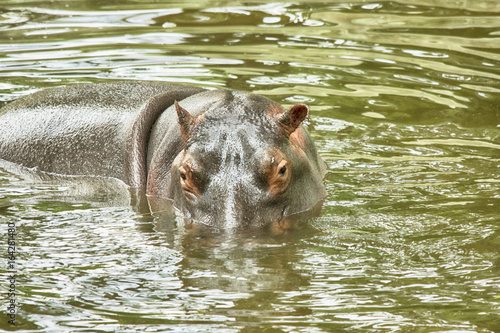young hippopotamus swims